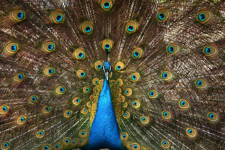 Peacock High Park Zoo